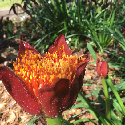 Garden Radio Round Up August 20 - 21