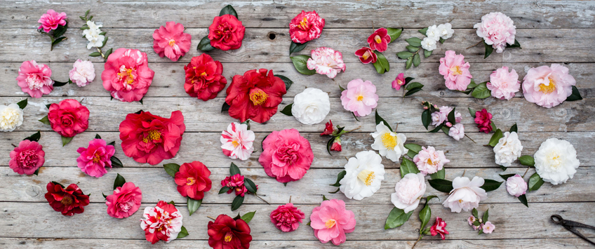 Camellia shop fairy wand