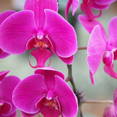 How to: reflower a moth orchid