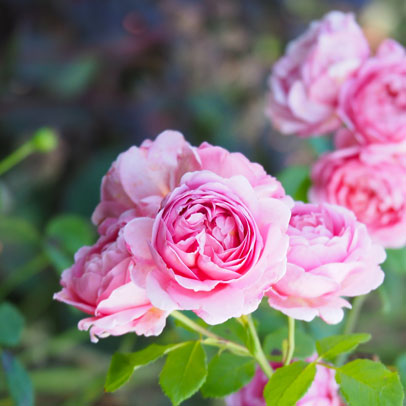 Roses at Red Cow Farm