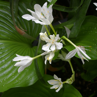 South East Queensland Garden Report March 2016