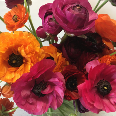 Spotlight : Ranunculus