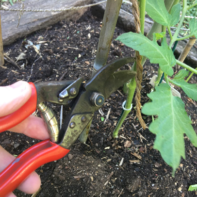 In The Vegetable Patch: Manage Tomatoes
