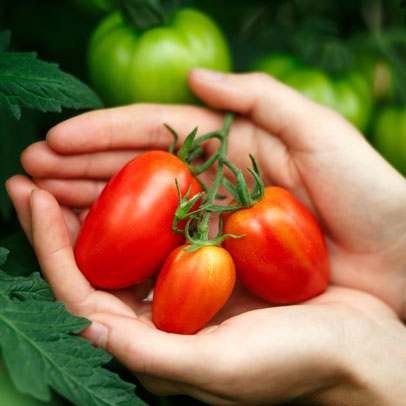 How to: fix your tomatoes