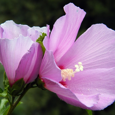 Know Your Hibiscus