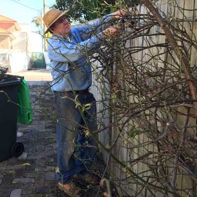 What to do this week: Prune climbing roses