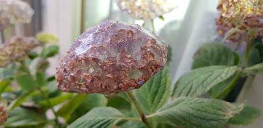 Image of Spider mites on hydrangea