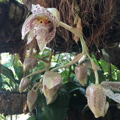 Mad About Orchids