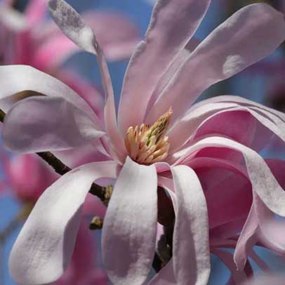 I love a star magnolia