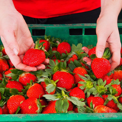 In the Vegie Patch: It’s time to feed strawberries.