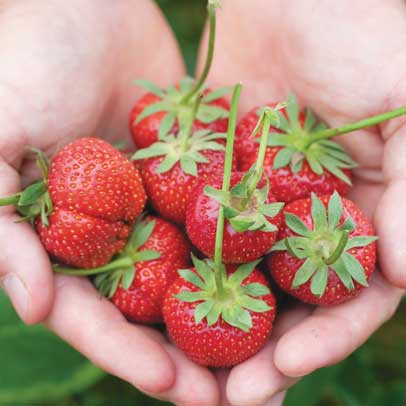 In the Veggie Patch: It’s time to plant strawberries