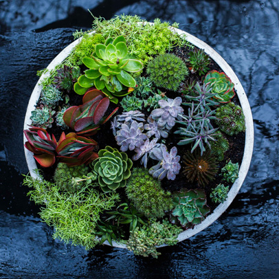 Holiday Project: Make a Coral Reef Garden