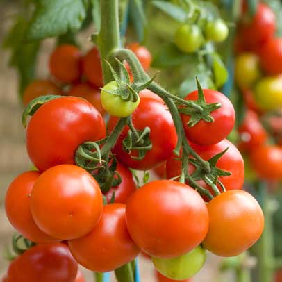 Tim’s Fruit Fly Resistant Tomato + Fertiliser pack