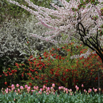 Meet the Tulip Tops gardeners