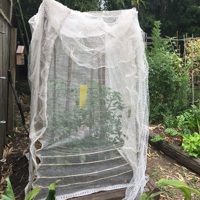 In the Vegetable Patch: Man the Barricades