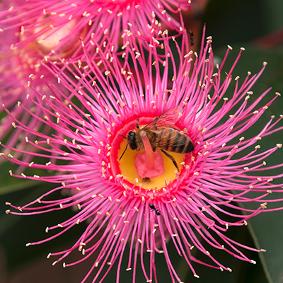In your garden: August