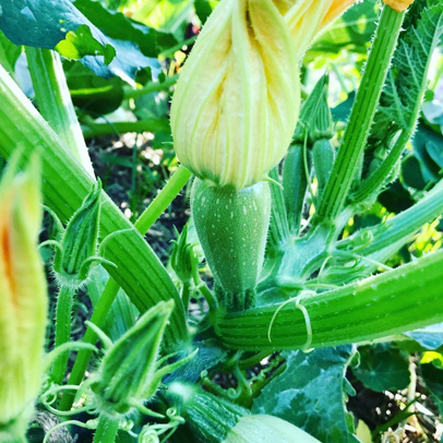 In the Vegetable Patch: Zucchini is a vegie in a hurry