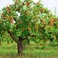 How to grow: Apples