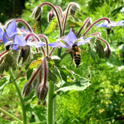 Where would we Bee without pollinators?