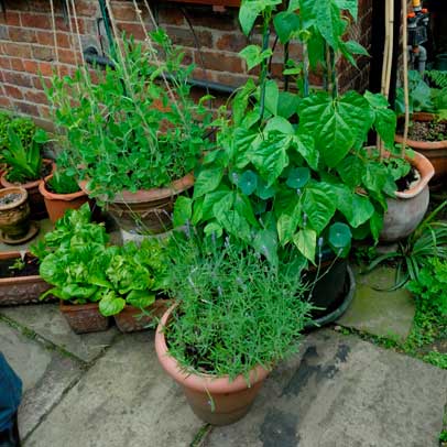 Best crops for small pots
