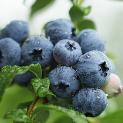 What to do this week: Protect your blueberries