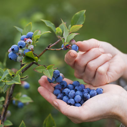 Make Your Blueberry Burst