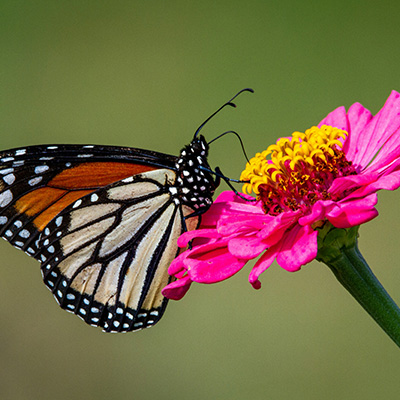 In your garden: November