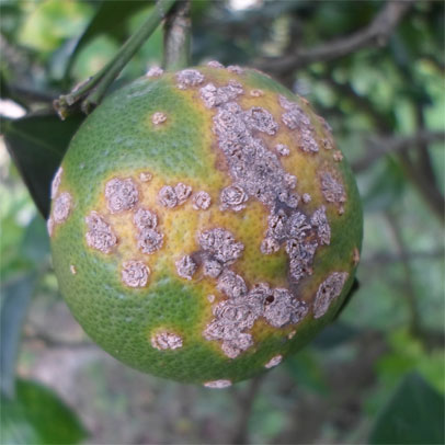 Garden News: Citrus Canker outbreak in WA