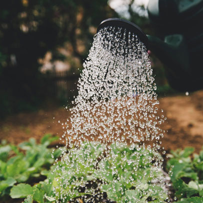 How to brew a Compost Tea