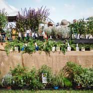 Visit: Collectors' Plant Fair