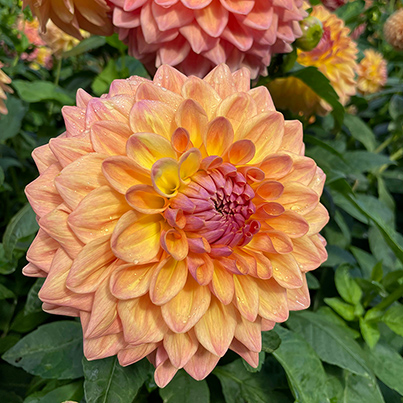 In your garden: October