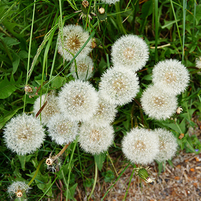 In your garden: July