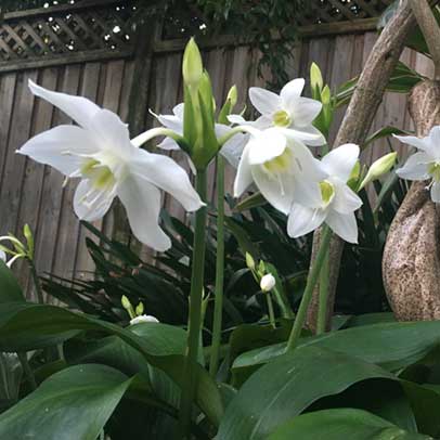 The Amazing Amazon lily, the Eucharis Lily