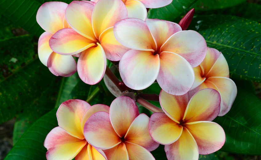 What To Do This WeekTake frangipani cuttings The Garden Clinic