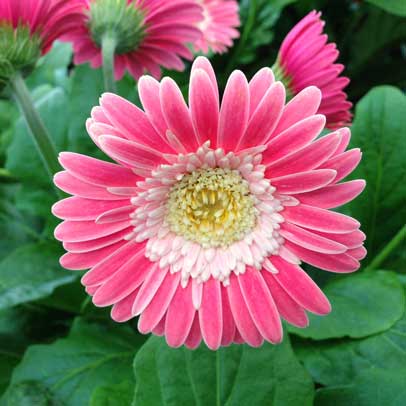 Know your:Balcony flowers