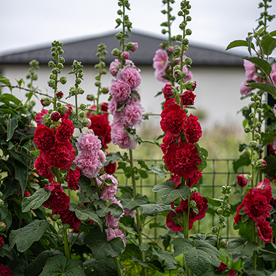 Know your: spring spires