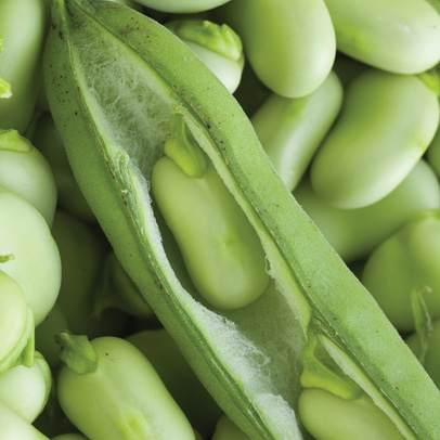 In the Vegetable Patch: keep a close watch on broad beans.