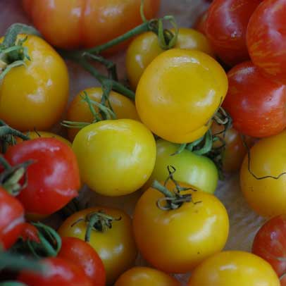 How to: Grow tomatoes
