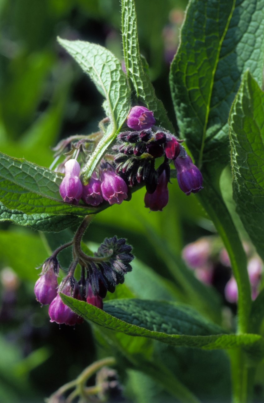 Comfrey tea can save you money