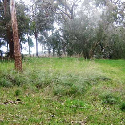 How to: grow an Australian lawn