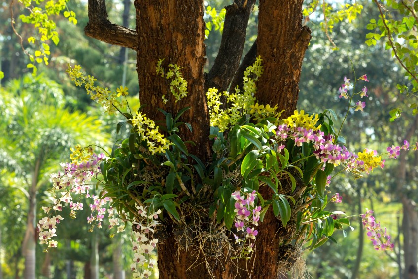 How to create an orchid tree