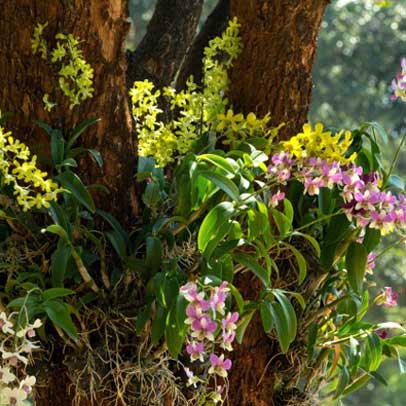 How to: create an orchid tree
