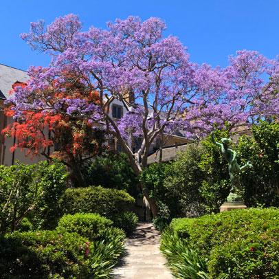 Star of the season: Jacaranda