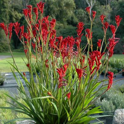 Potted: Kangaroo Paw