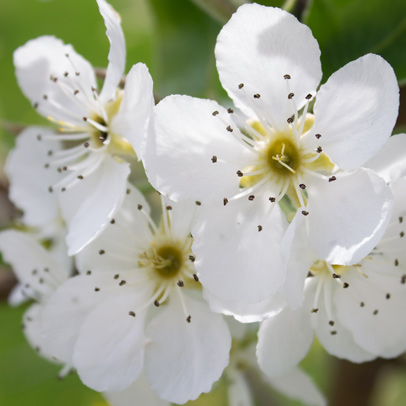 Know your: Spring Blossom