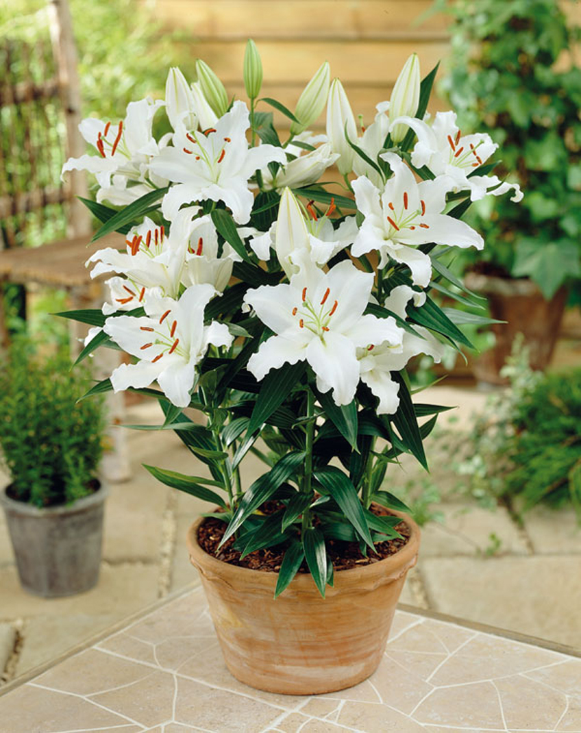 Lilium 'Casa Blanca