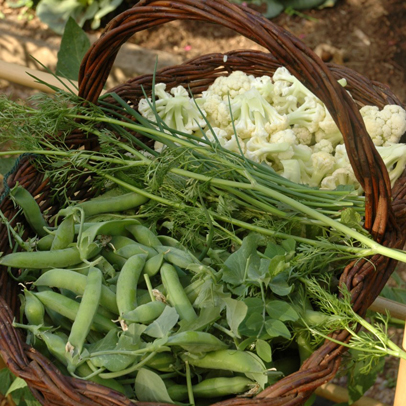 How to: use your pea harvest