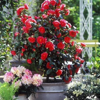 Camellias in Pots
