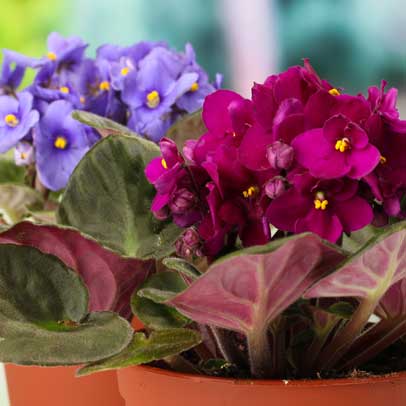 How to: grow African violets
