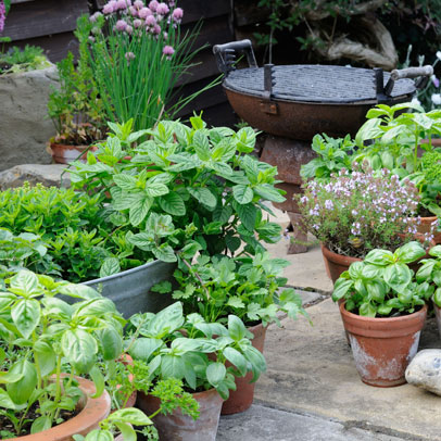 Kitchen Garden Spring: Soft Herbs